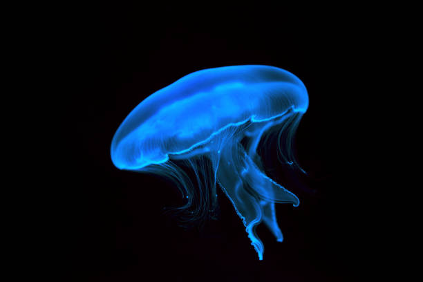 istock Blue transparent jellyfish close-up. Isolated on a black background. 1301132216