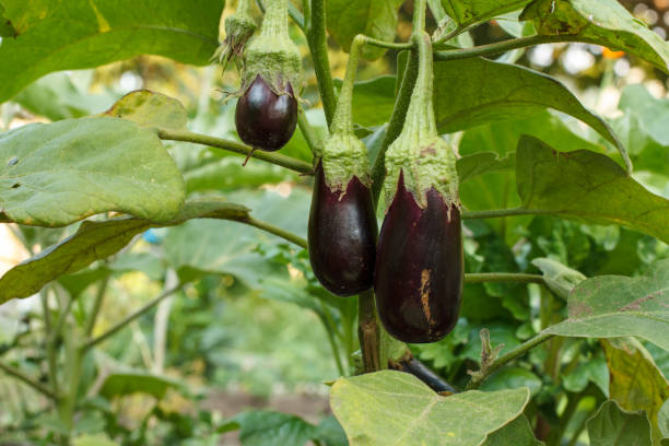istock Eggplants growing on bush in the garden. 1301133432