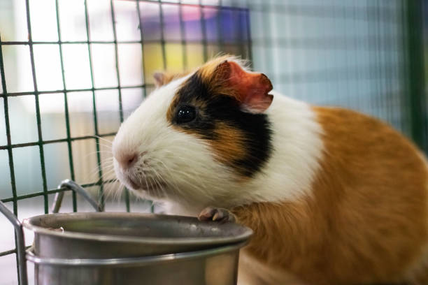 istock Red Guinea pig in a cage close up 1301134045
