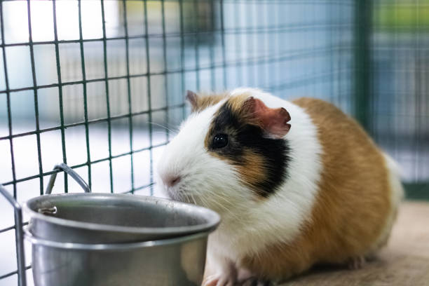istock Red Guinea pig in a cage close up 1301134058