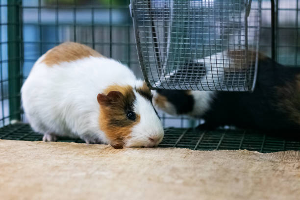 istock Red Guinea pig in a cage close up 1301134065