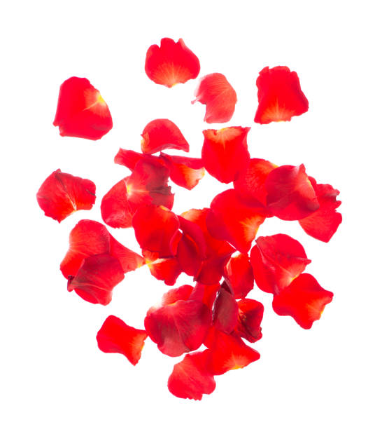 istock Red rose petals isolated over the white background 1301134073