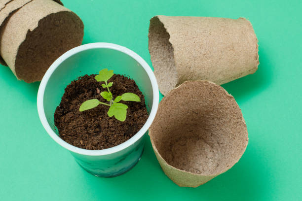 istock Close up a can with a green tomato seedling. 1301134076