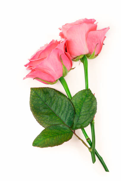 istock Pink roses isolated on the white background 1301134102
