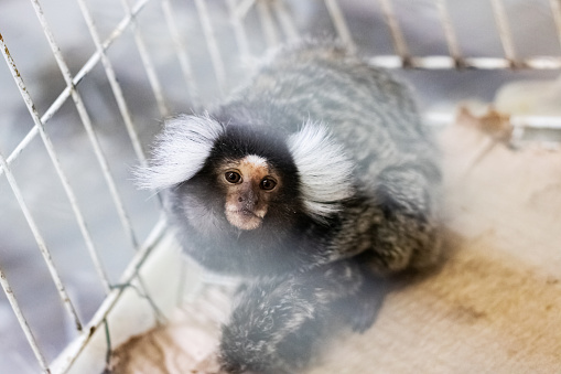 Little monkey in a white cage, close up portrait