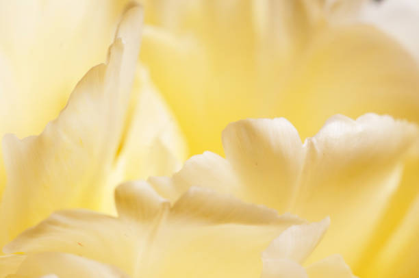 istock Tulip flower fragment macro 1301134227