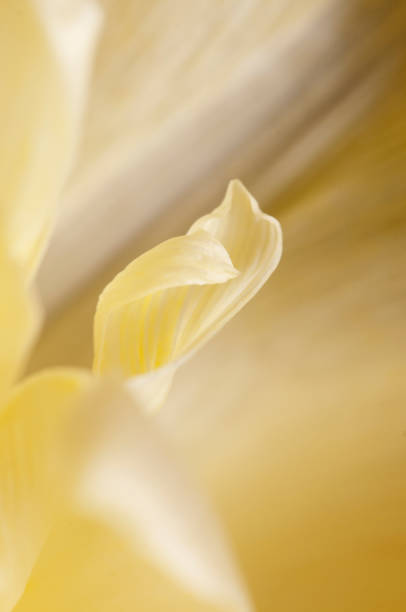 istock Tulip flower fragment macro 1301134250
