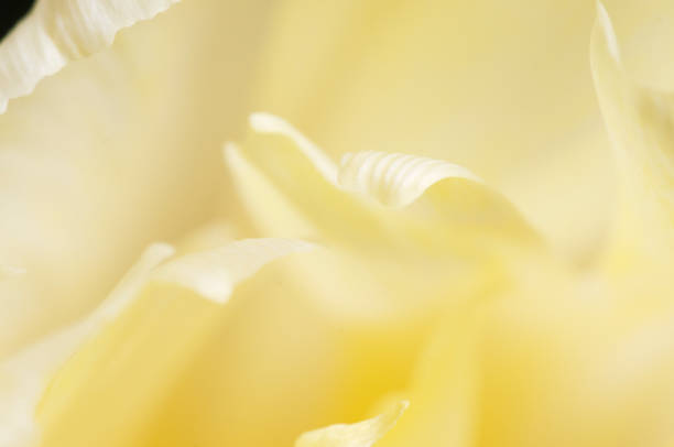 istock Tulip flower fragment macro 1301134257