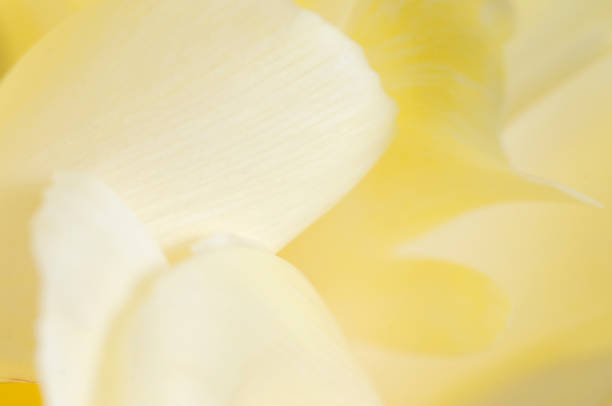 istock Tulip flower fragment macro 1301134315