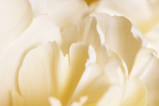 istock Tulip flower fragment macro 1301134322