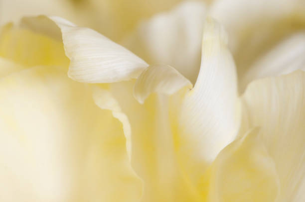 istock Tulip flower fragment macro 1301134331