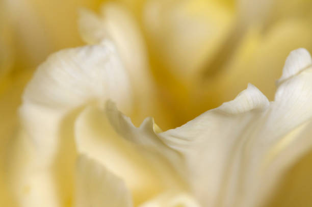 istock Tulip flower fragment macro 1301134333