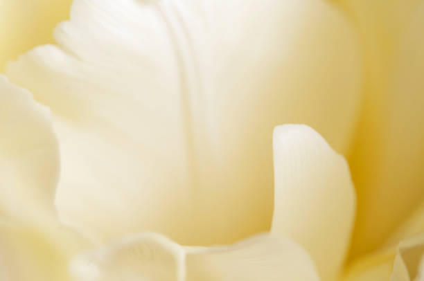 istock Tulip flower fragment macro 1301134405