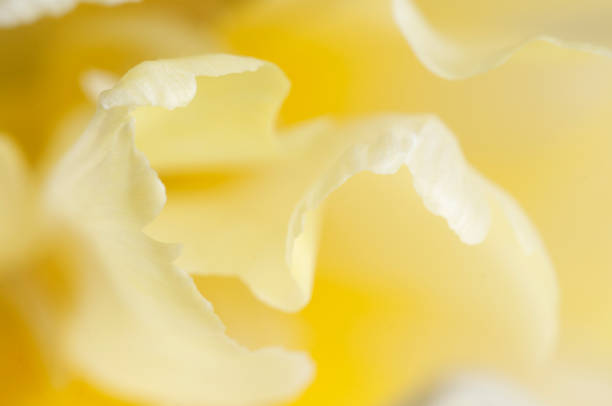 istock Tulip flower fragment macro 1301134418