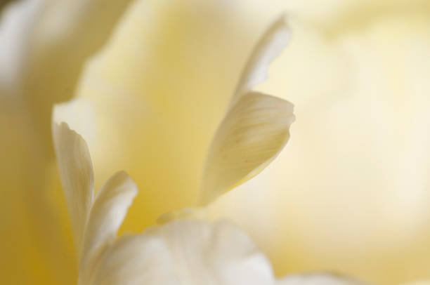 istock Tulip flower fragment macro 1301134424