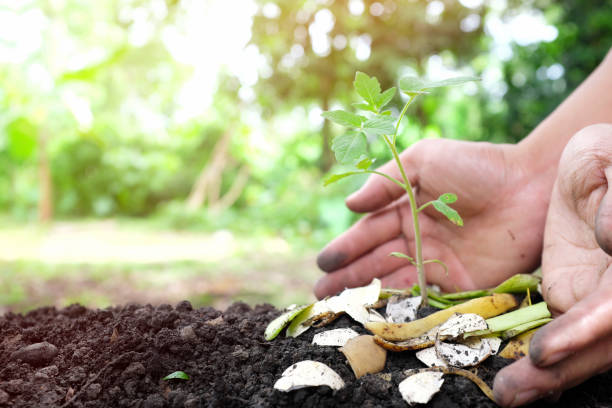 Hand putting food scraps and egg shell as compost on a tomato seedling. Organic vegetable farming concept.