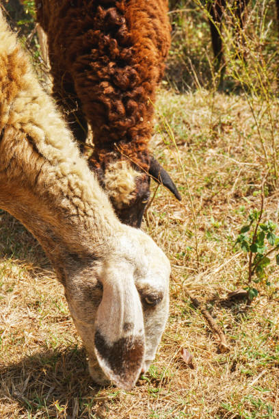 istock herd of sheep and lambs with the Shepherd 1301135038