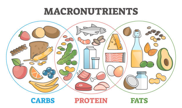 탄수화물, 단백질 및 지방개요 개념으로 다량 영양소 교육 식단 - carbohydrate stock illustrations