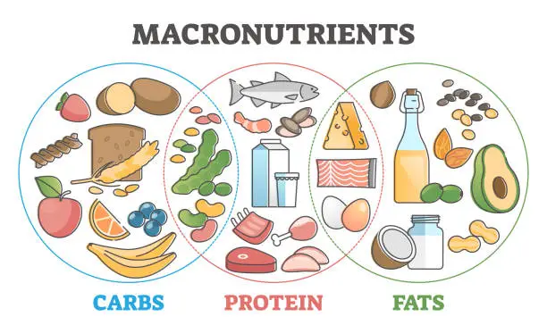Vector illustration of Macronutrients educational diet with carbs, protein and fats outline concept