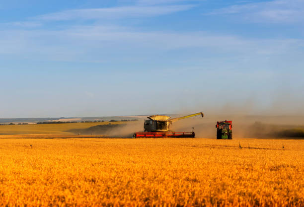 Combine harvester cutting crops in barley field during harvest under dramatic sky