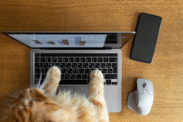 istock Cat is working on laptop with diagram on screen. Home office desk workspace. Computer technology. 1301141180