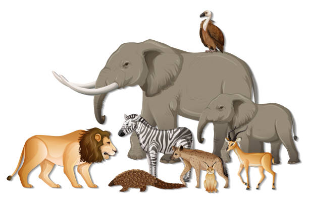 istock Group of wild African animals on white background 1301141524