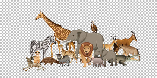 istock Group of wild african animal on transparent background 1301142083