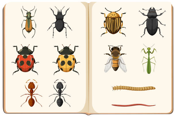 illustrations, cliparts, dessins animés et icônes de liste d’entomologie de la collecte d’insectes - ladybug insect leaf beetle