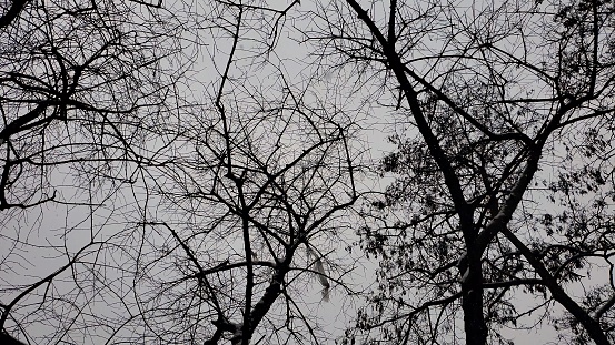 Mysterious bare tree branches high in gray sky. Atmosphere of horror, fear, haunted forest, creepy, spooky Halloween background