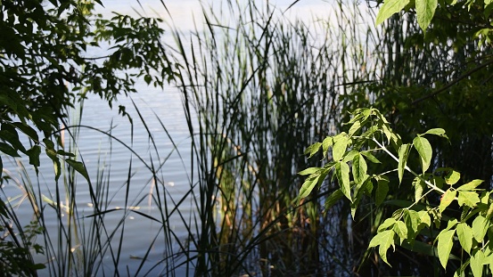 Focus on foreground with tree branch of green leaves and blurred background of bulrush in rippled lake water. Tranquil natural background of plants growing on river bank and blurry freshwater surface