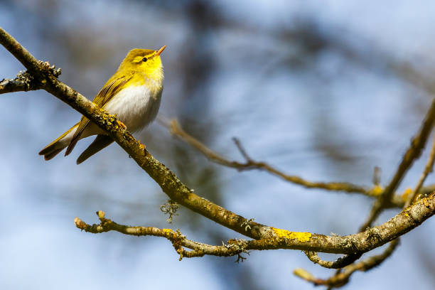 Close up of a Wood Warbler on a branch Close up of a Wood Warbler on a branch wood warbler phylloscopus sibilatrix stock pictures, royalty-free photos & images