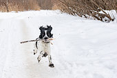 ein-hund-spielt-an-einem-frostigen-wintertag-mit-einem-stock-im-freien-junge-welpen-der-rasse.jpg?b=1&s=170x170&k=20&c=fmg6fB-dC7NWQwALty8SG2Gyzzcefc1k4fUvP0mXBhM=
