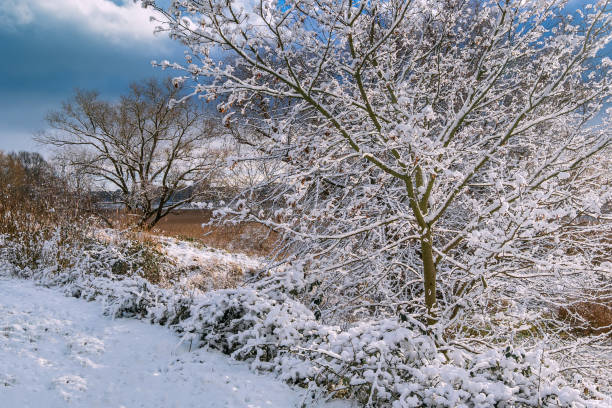 istock Trees on the river Warnow in winter time in Rostock, Germany 1301144845
