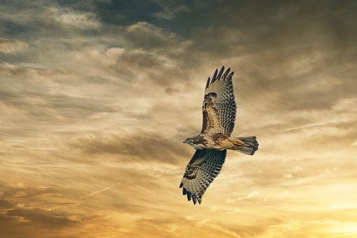 Large bird of prey soars in the dramatic golden brown sky, and hunts in the wilderness. Majestic brown feathered buzzard flies into endless nature.