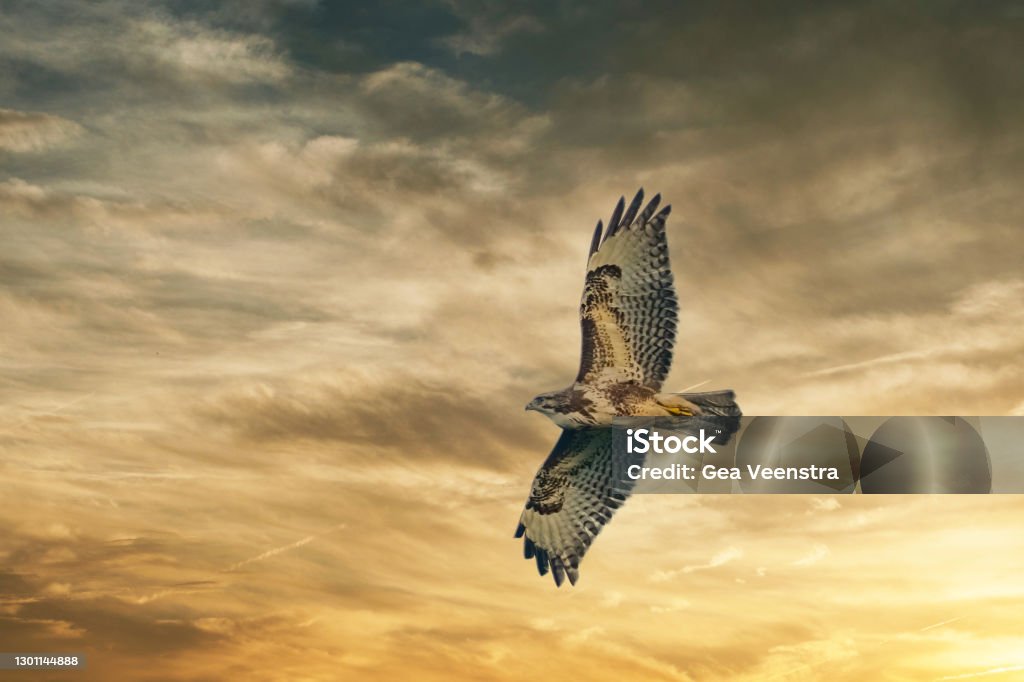 Large bird of prey soars in the dramatic golden brown sky, and hunts in the wilderness. Majestic brown feathered buzzard flies into endless nature Large bird of prey soars in the dramatic golden brown sky, and hunts in the wilderness. Majestic brown feathered buzzard flies into endless nature. Animals Hunting Stock Photo