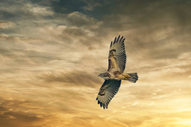 Large bird of prey soars in the dramatic golden brown sky, and hunts in the wilderness. Majestic brown feathered buzzard flies into endless nature Large bird of prey soars in the dramatic golden brown sky, and hunts in the wilderness. Majestic brown feathered buzzard flies into endless nature. eurasian buzzard photos stock pictures, royalty-free photos & images