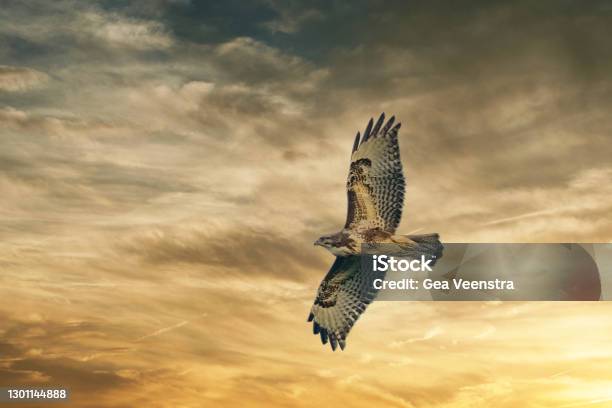 Large Bird Of Prey Soars In The Dramatic Golden Brown Sky And Hunts In The Wilderness Majestic Brown Feathered Buzzard Flies Into Endless Nature Stock Photo - Download Image Now