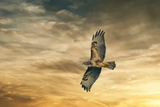 Photo of Large bird of prey soars in the dramatic golden brown sky, and hunts in the wilderness. Majestic brown feathered buzzard flies into endless nature