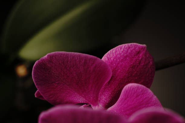 istock The home orchid flower has opened a bud. On a black background. 1301146482