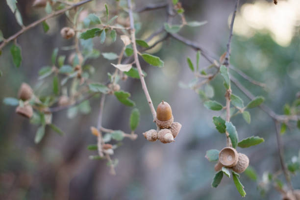 quercus berberidifolia fruit - topanga sp - 011521 a - rosids imagens e fotografias de stock