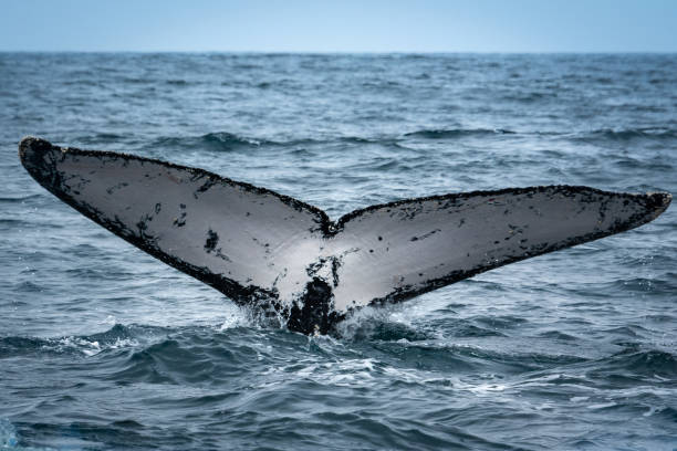 istock Humpback whale in Puerto Lopez, Ecuador 1301147891