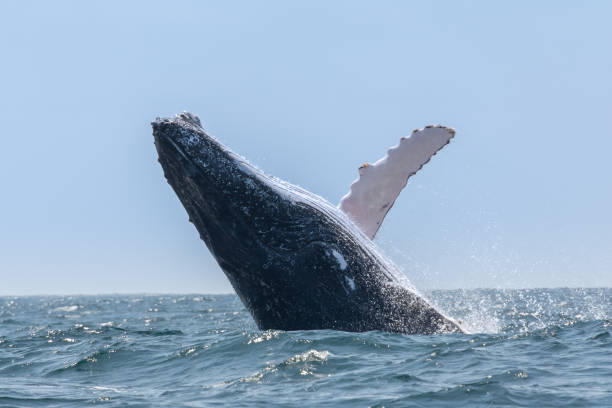 Humpback whale jumping in Machalilla National Park, Ecuador Humpback whale jumping in Machalilla National Park, Ecuador baleen whale stock pictures, royalty-free photos & images