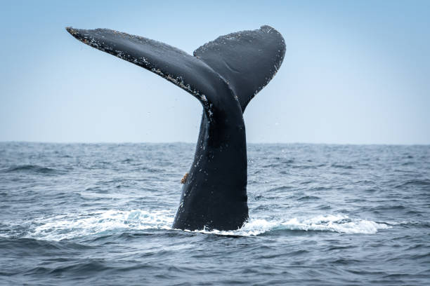 istock Humpback whale in Puerto Lopez, Ecuador 1301147911