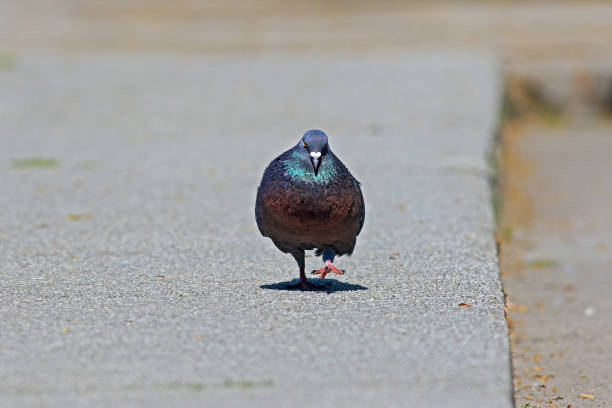 rock pigeon walking towards the camera stock photo