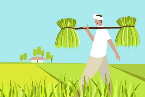 Vector illustration of A farmer holding bunch of seedlings on his shoulder walks through a paddy field