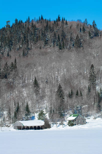 istock Forest under the snow in the Canadian countryside 1301149364