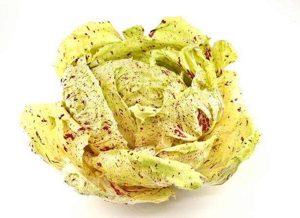 radicchio variegated, um tipo de chicória de folhas com cor verde amarelada e pontos vermelhos, no fundo branco. - leaf vegetable radicchio green lettuce - fotografias e filmes do acervo