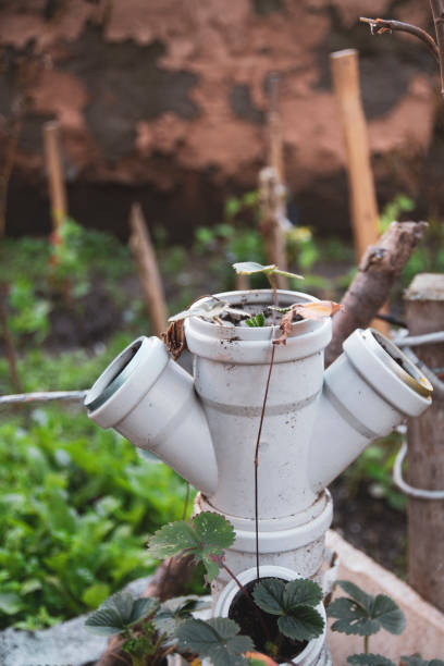 istock garden plant at backyard 1301153979