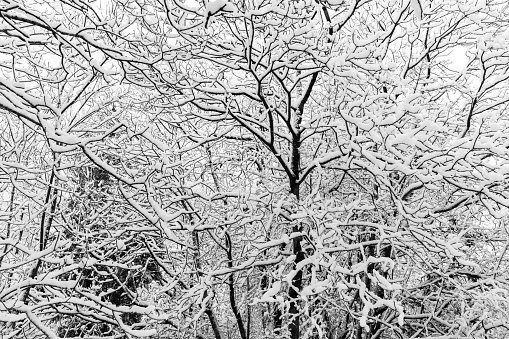 Trees covered by snow in winter, making beautiful and abstract textures.