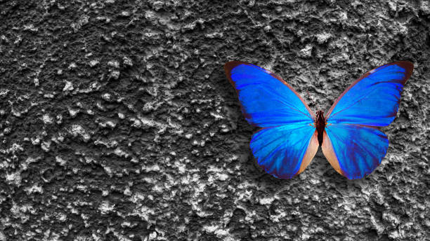 istock blue butterfly sits on a gray old wall 1301155393